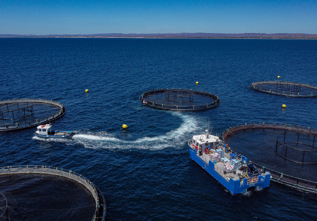 Aquaculture production on open sea with boats circling them (photo)