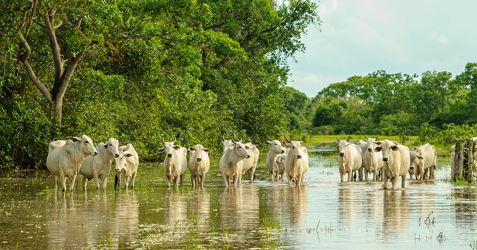 Herd of cows standing in low water (photo)