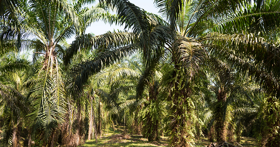 Set of palm trees (photo)
