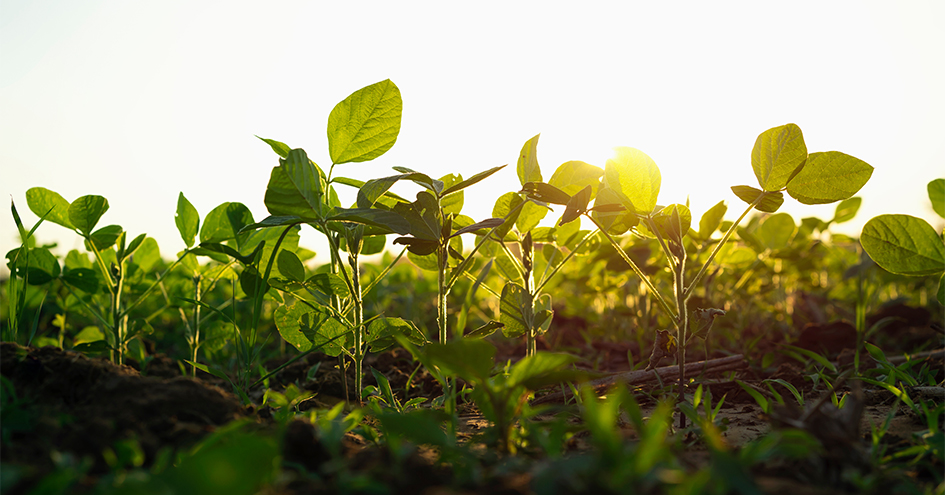 Soy plants on a field with sun in the background (photo)