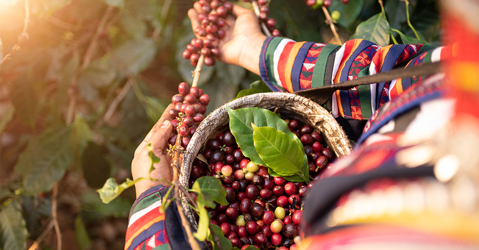 Worker harvesting berry fruites (photo)