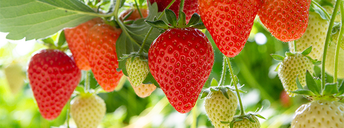 Not fully ripe strawberries growing on a plant (photo)