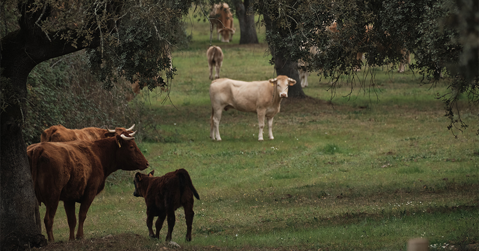 Cows of different colors and sizes between trees (photo)