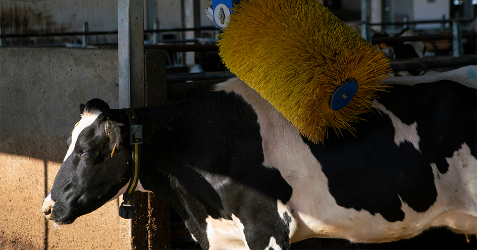 Cow being brushed by an automatic big brush (photo)