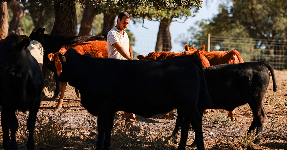 Person standing among cows in the field (photo)