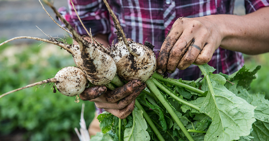 Person holding freshly harvested turnips (photo)