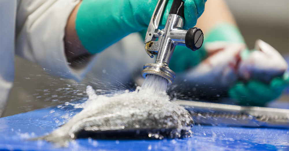 Worker using high pressure water in the fishmonger (photo)