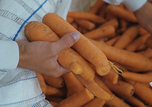 Person picking carrots of different shapes and sizes (photo)