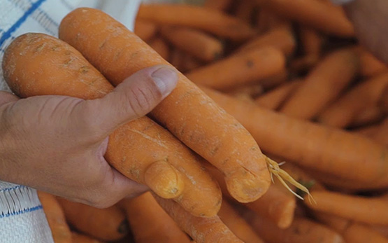 Person picking carrots of different shapes and sizes (photo)