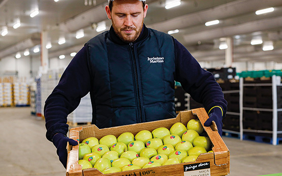 Employee carrying a crate of apples (photo)