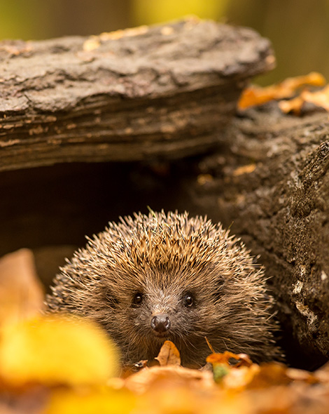 Hedgehog (photo)