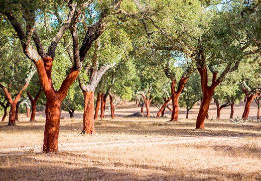 Cork trees in the sun (photo)