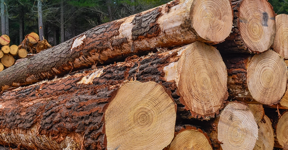 Close-up of felled logs (photo)
