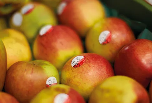 Fresh apples with Biedronka stickers in a box (photo)