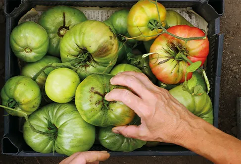 A hand taking a big tomatoe from a fruit crate full of green tomatoes (photo)