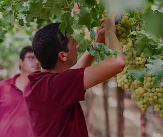 A man checking on some grapes in a vineyard (photo)