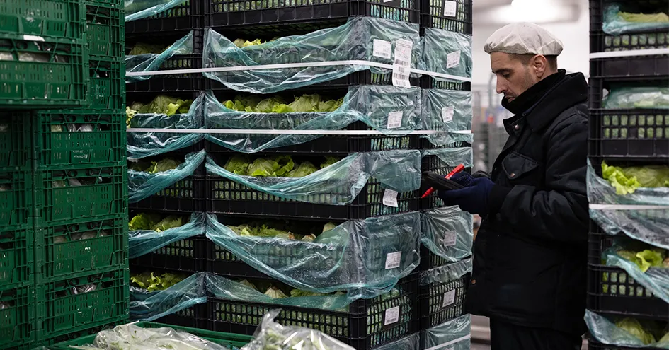 Employee standing in between stacks of crates containing lettuce at a distribution centre (photo)