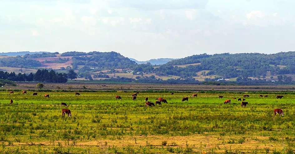 Grazing cows in a wide landscape with some hills in the background (photo)