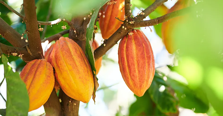 Close up of cocoa pods growing on a tree (photo)