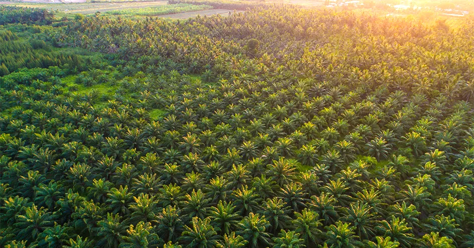 Aerial veiw of a forest of palm trees (photo)