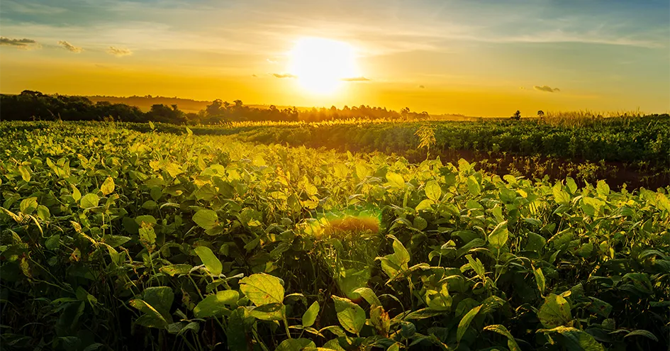 Shot of a soy field with the sun setting in the background (photo)