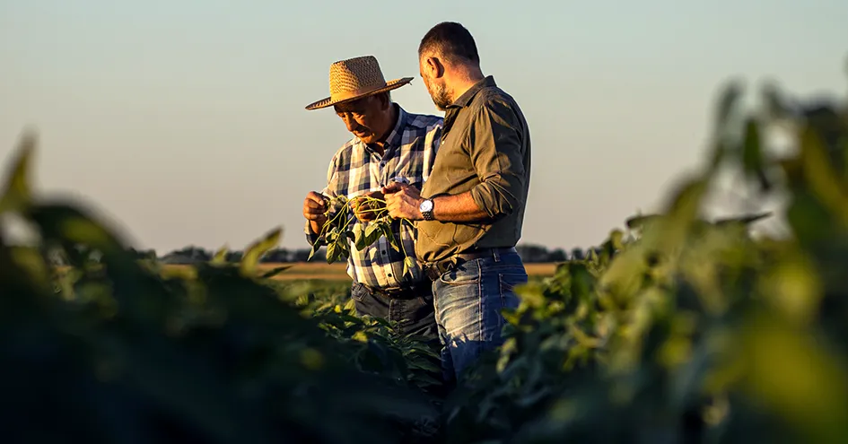 Two farmers inspecting their soy crops on a sunny day (photo)