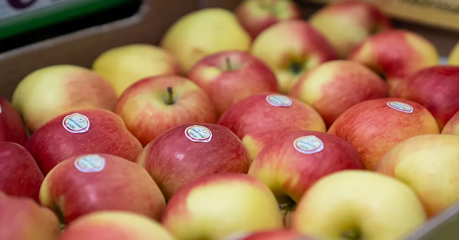 Fresh apples with Biedronka stickers in a box (photo)