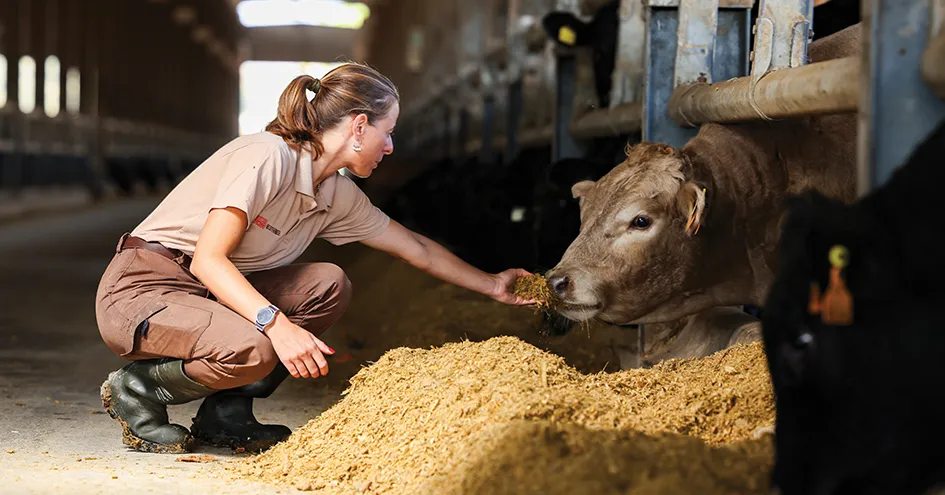 A woman in a barn kneeling and hand-feeding a cow (photo)