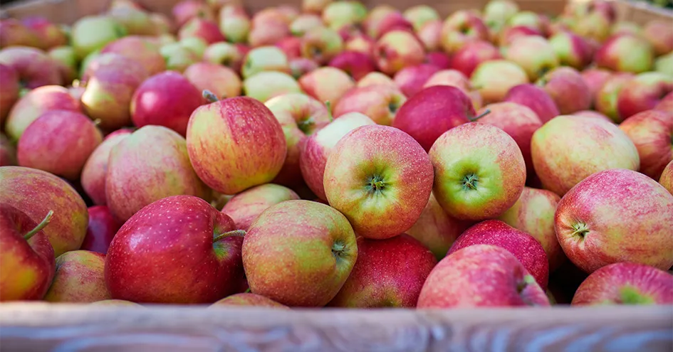 Close-up of a lot of apples in a large harvesting container (photo)
