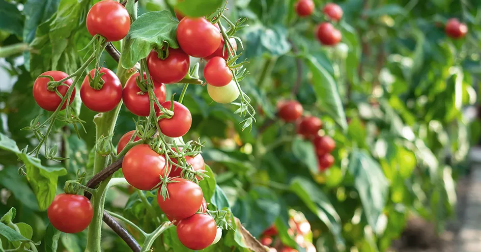 Close-up of ripe tomatoes on the vine with a blurry background of further tomato plants (photo)