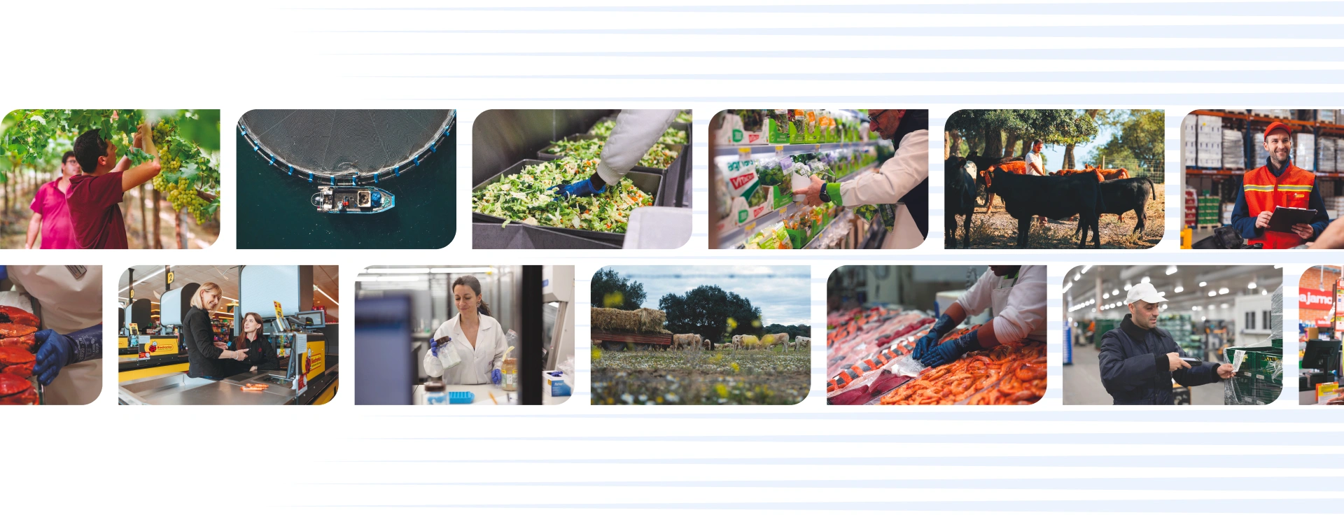 Various photos throughout Jerónimo Martins' value chain: Farmers, a fishing boat, employees working at stores, distribution centers or in labs, sea food, salad, and cattle on a lawn (collage)