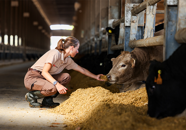 Uma pessoa a dar alimento à mão a uma vaca (foto)