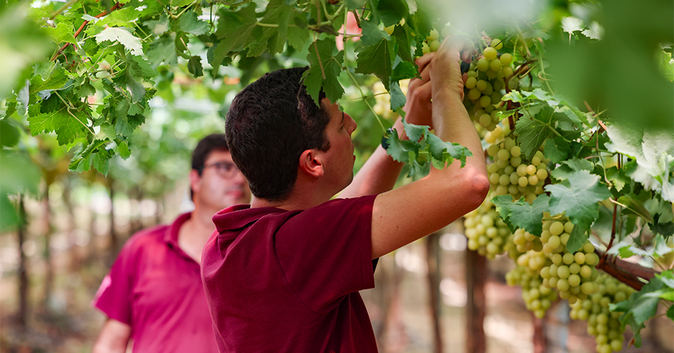 Colaborador a fazer um controlo de qualidade de uvas na vinha (foto)