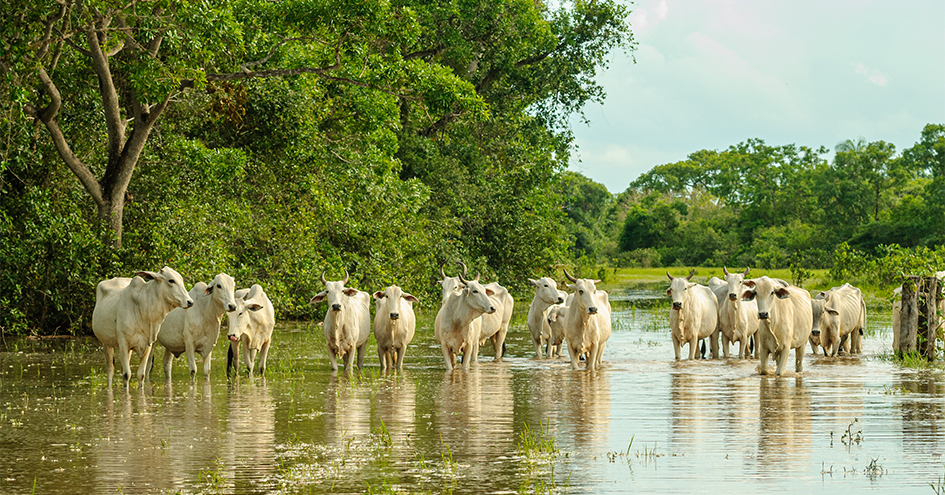 Manada de vacas em águas baixas (foto)
