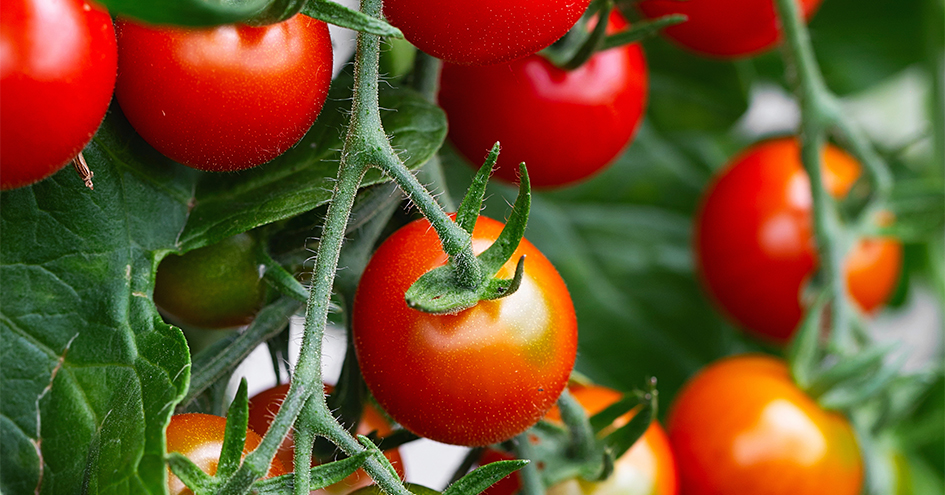 Grande plano de tomates numa plantação (foto)