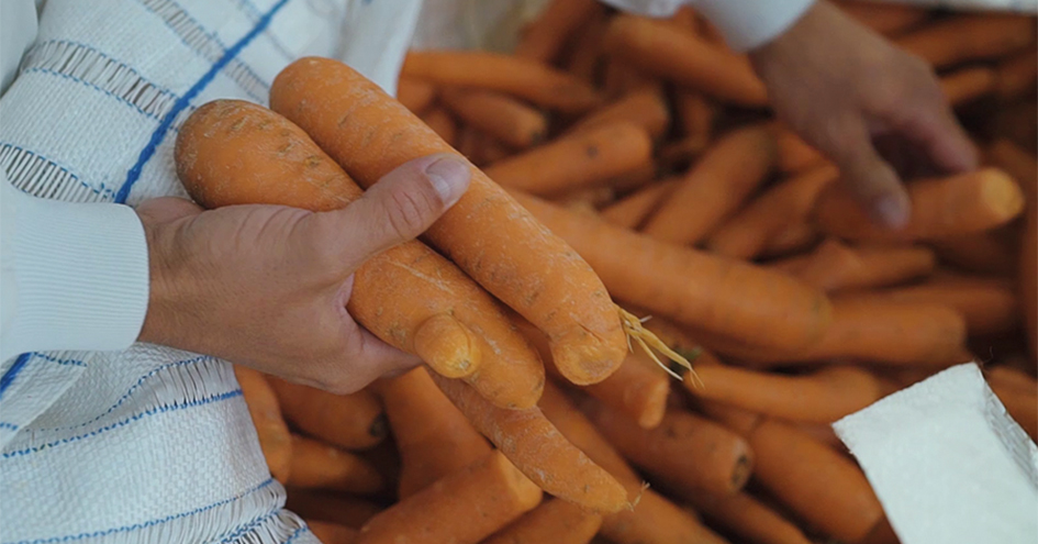 Pessoa a escolher cenouras de diferentes formas e tamanhos (foto)