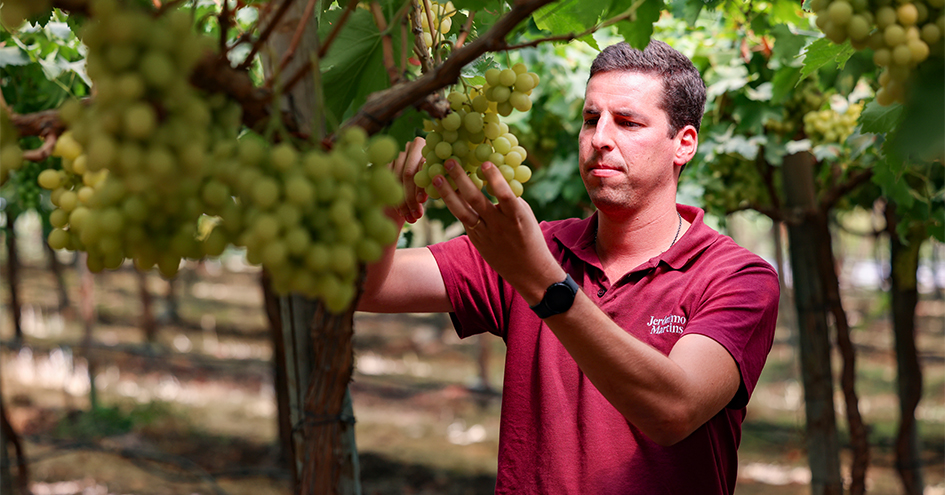 Colaborador a fazer um controlo de qualidade de uvas na vinha (foto)