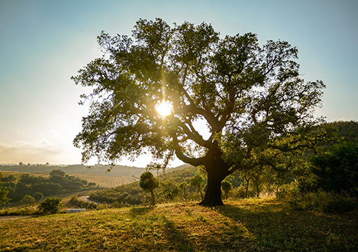 Paisagem com campos e árvores com o sol a brilhar através de uma árvore  (foto)