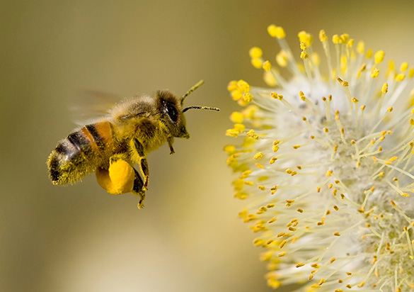 Grande plano de uma abelha a voar junto a uma flor (foto)