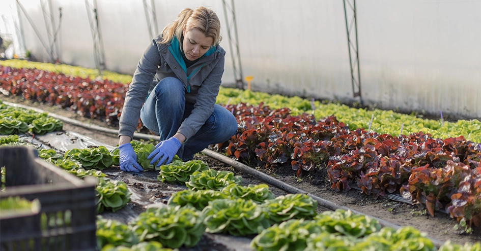Um agricultor a colher salada (foto)