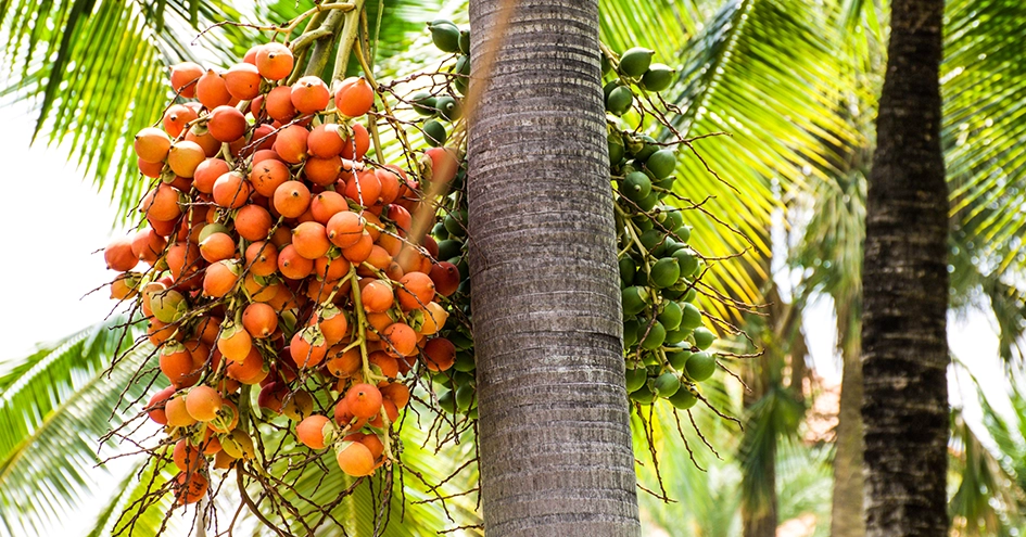 Grande plano do fruto de uma palmeira (foto)