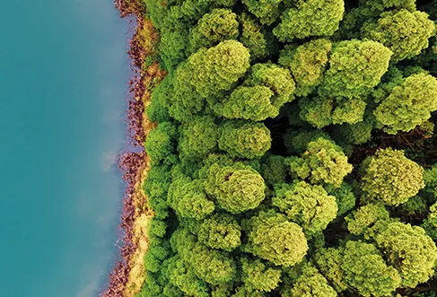 Uma floresta densa junto a um lago azul (foto)
