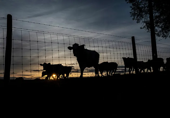 Vacas em movimento ao longo de uma cerca ao anoitecer (foto)