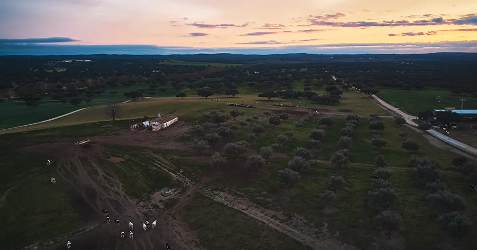 Vista de uma paisagem após o pôr-do-sol, incluindo uma quinta com gado no canto inferior direito, uma estrada do lado direito e árvores espalhadas. (foto)
