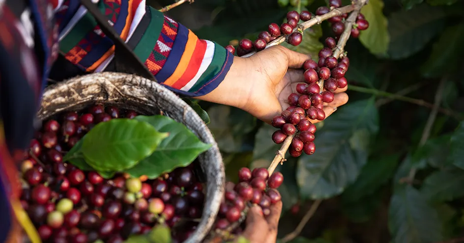 Uma mulher com um cesto a colher bagos de café de uma árvore (foto)
