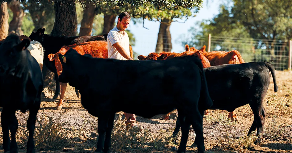 Um agricultor a cuidar do seu gado ao ar livre. O dia está ensolarado e o gado encontra-se à sombra, debaixo de algumas árvores (foto)