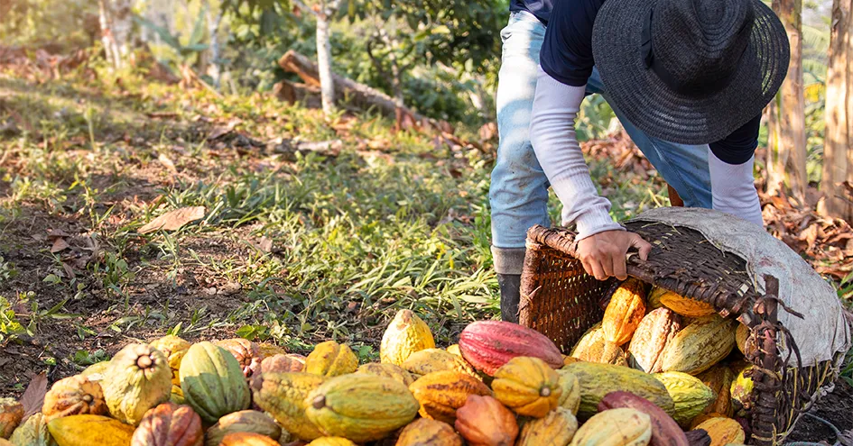 Um agricultor a esvaziar um cesto com vagens de cacau num campo (foto)