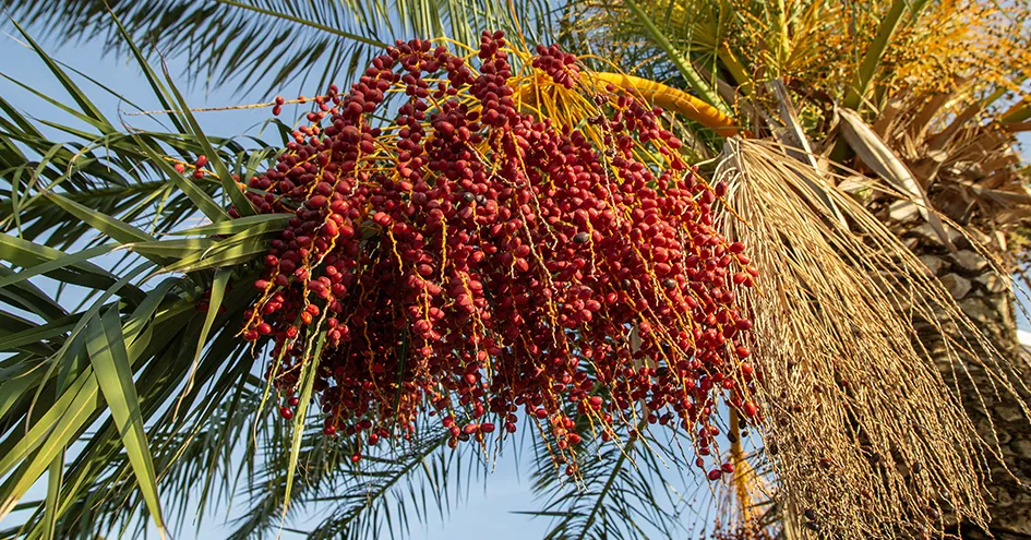 Um cacho de frutos frescos a crescer numa palmeira (foto)
