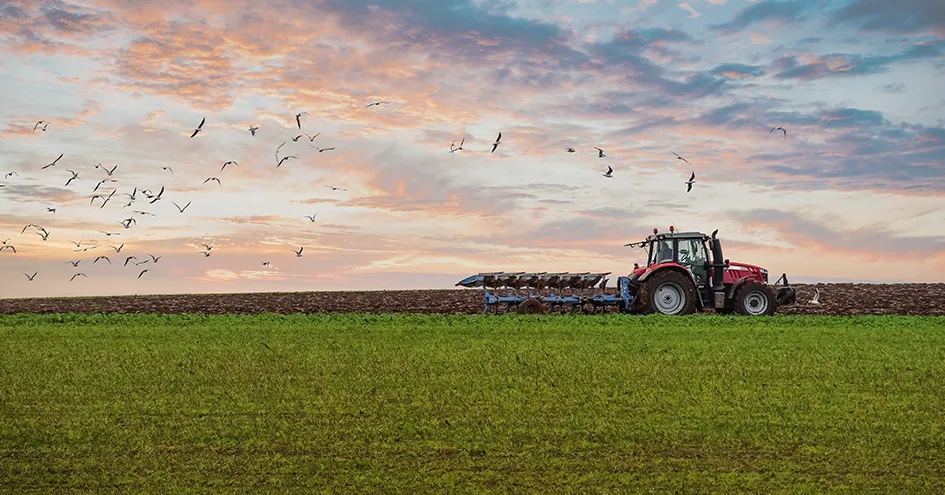 Um trator a lavrar um campo ao pôr-do-sol ou ao nascer do sol, com um bando de pássaros a voar por cima (foto)
